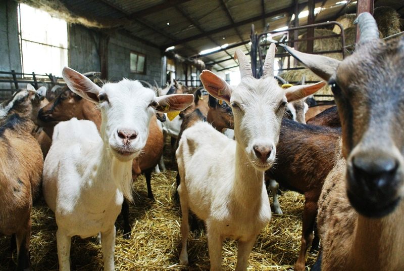 Ferme de Poumoué