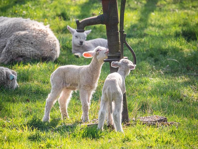 Ma petite ferme d'antan