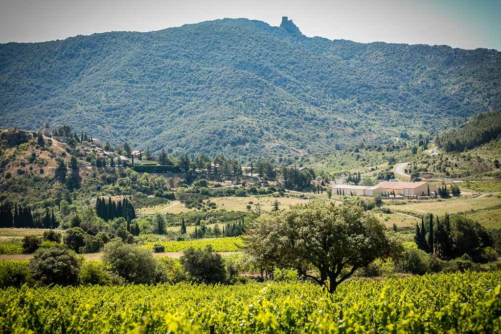 DOMAINE PETER SICHEL