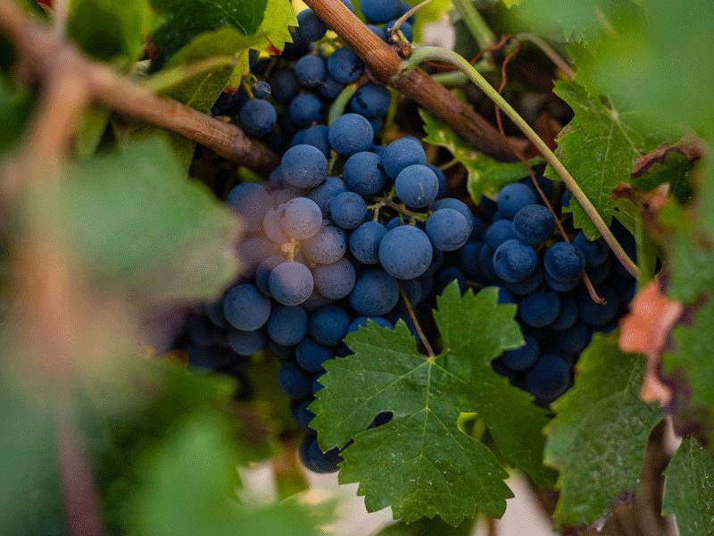 Domaine Plessis