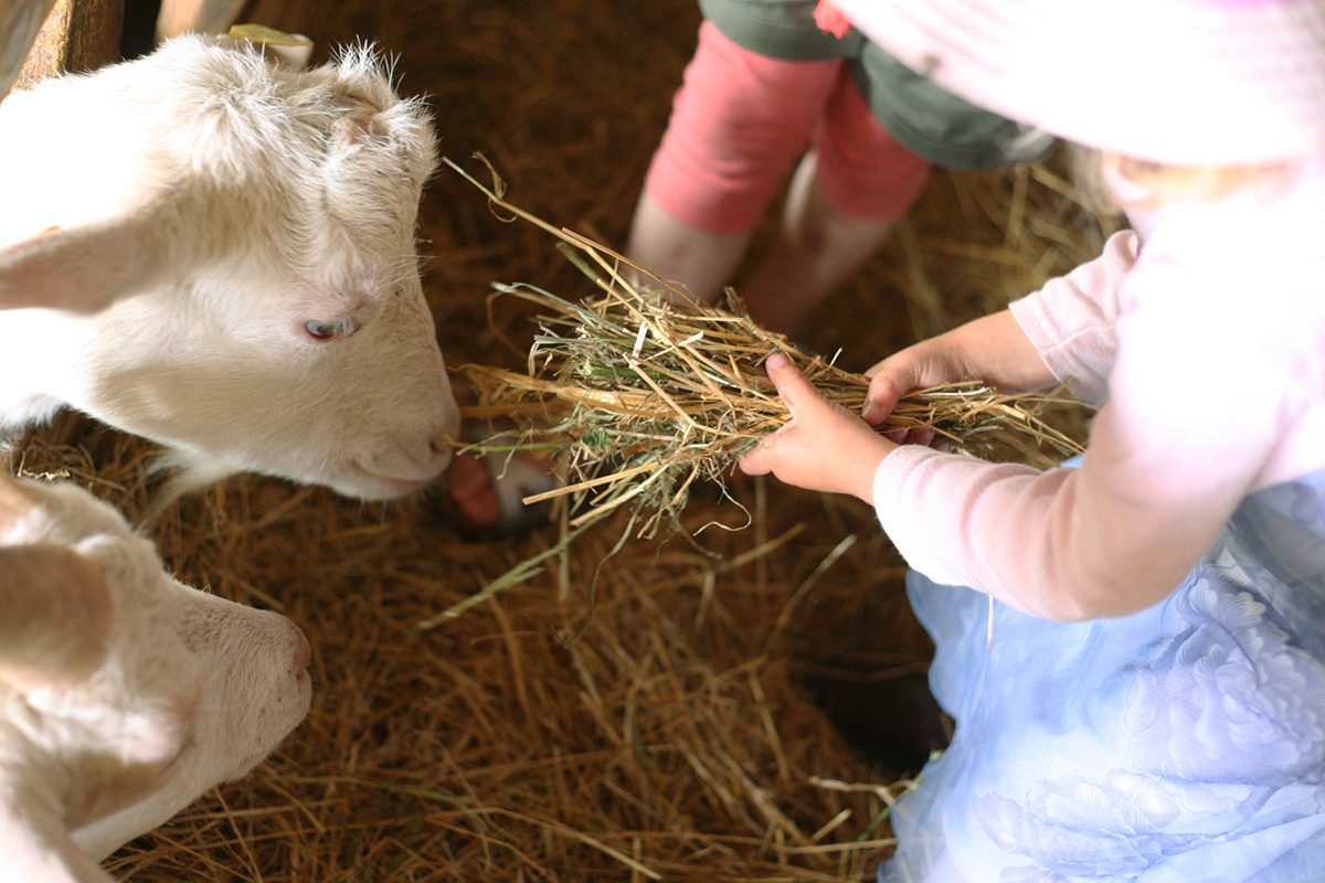 LA FERME DES CEVENNES