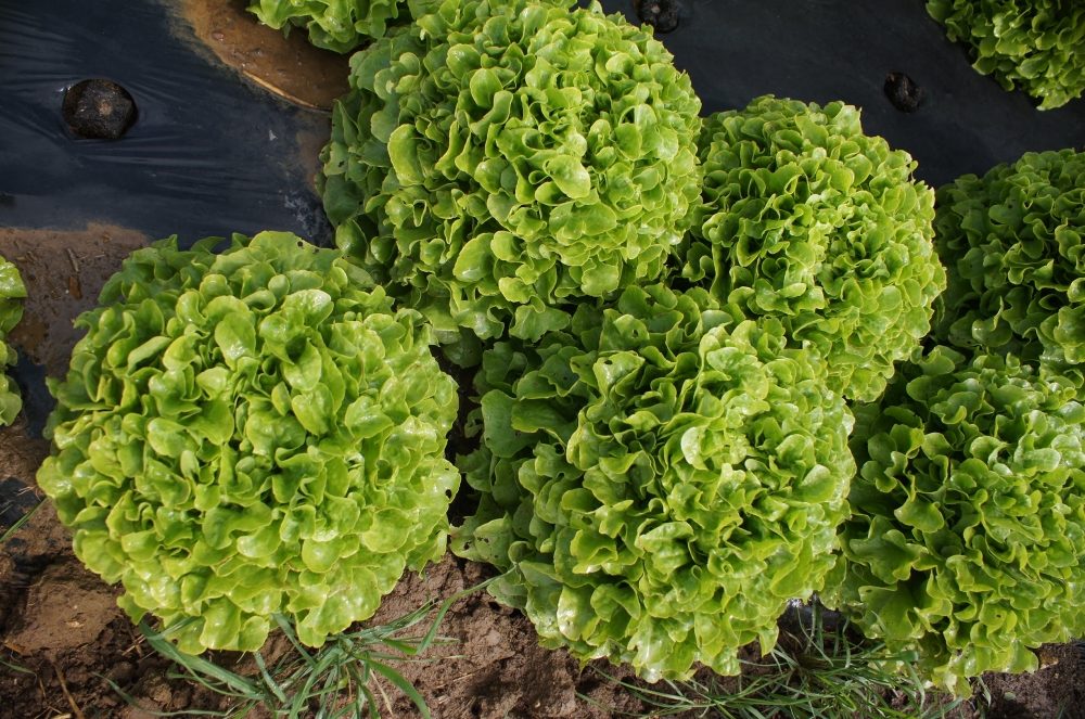 Les Potagers de l'Ascanne