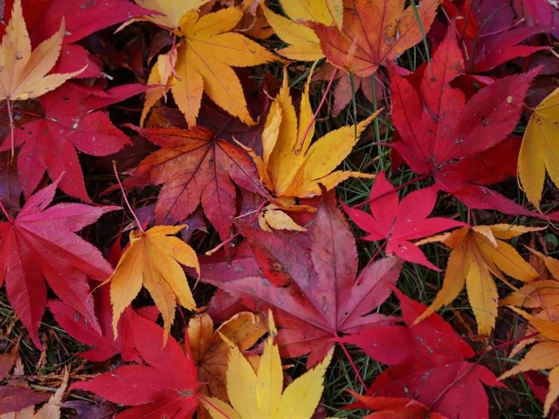 L'automne en fête