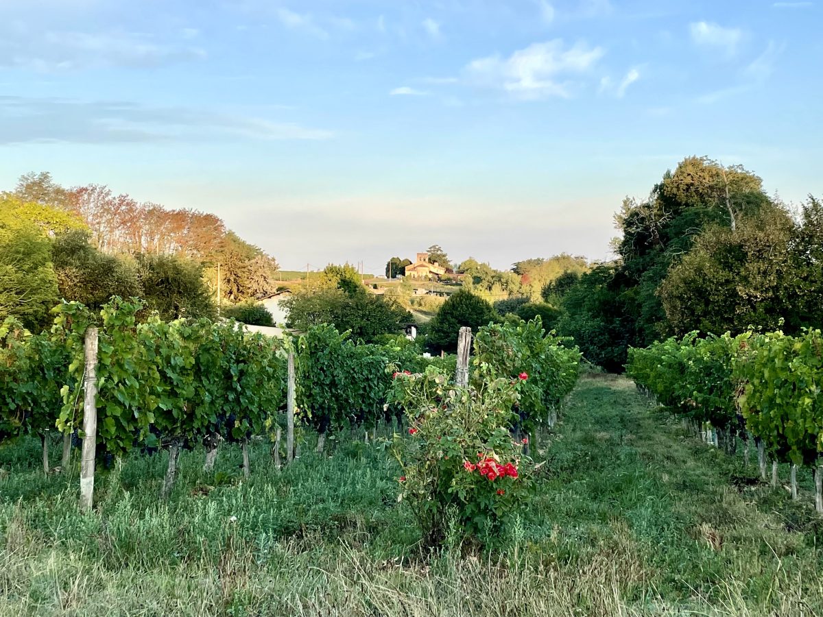 Paradise Rescued