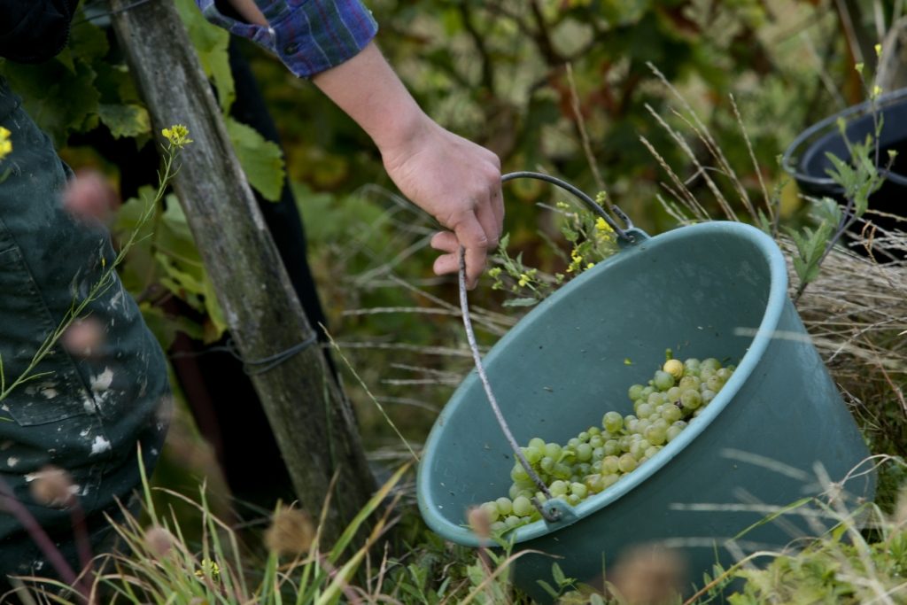 Domaine Thierry Veron - Cave de la Bouquette