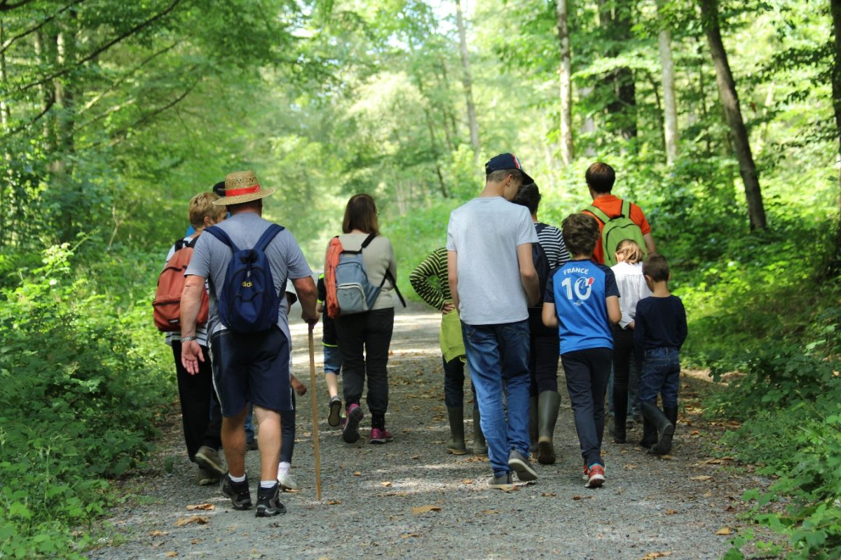 Balades et rando commentées en forêt de Cerisy