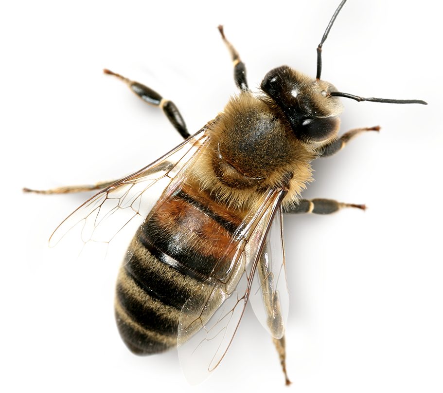 Avec mes abeilles