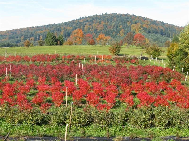 Ferme fruitière du Badémont