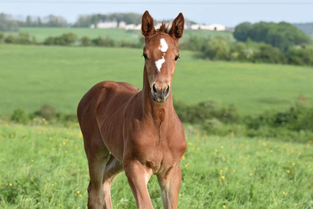 Haras de Signy