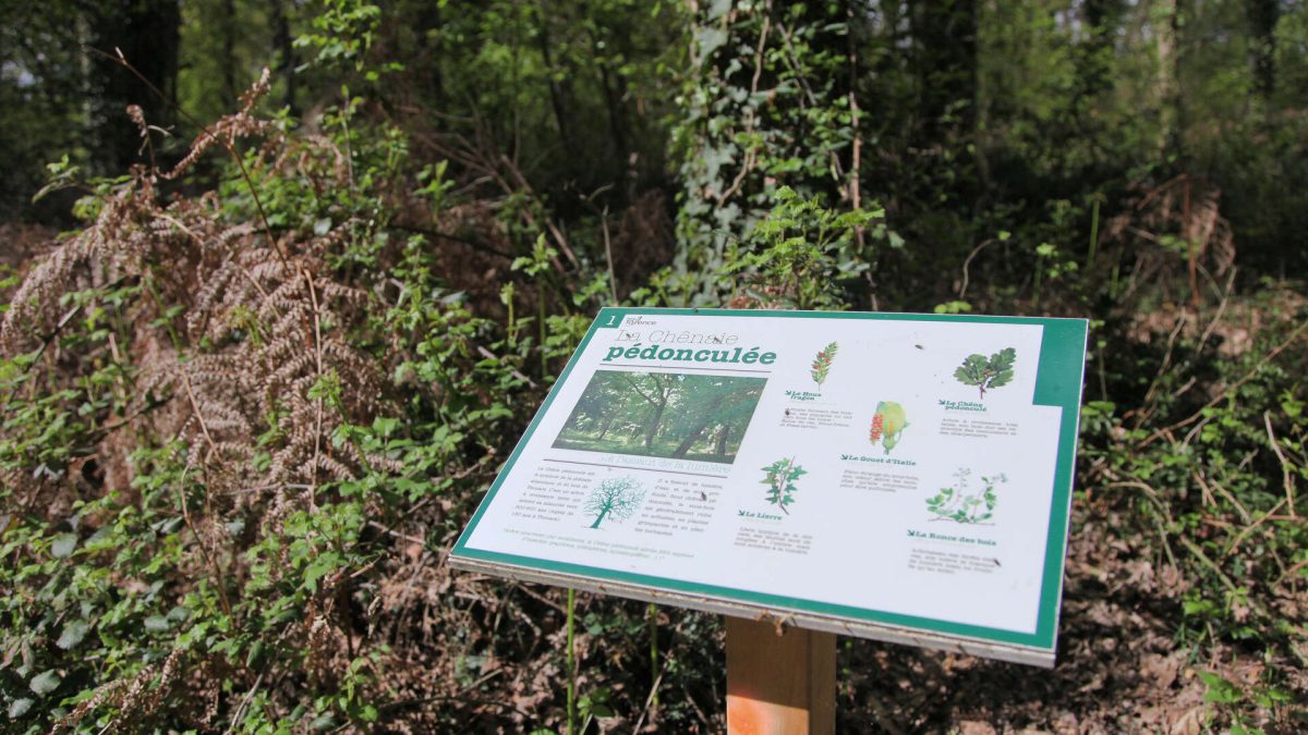 Bois de Thouars