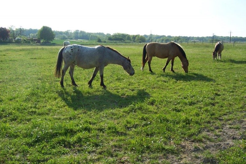 Cheval 24