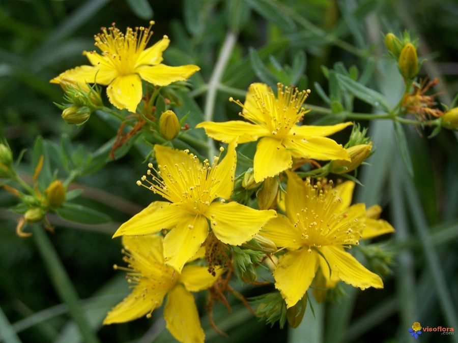 Sorties nature, découverte des plantes sauvages comestibles, avec Fabienne Peyron