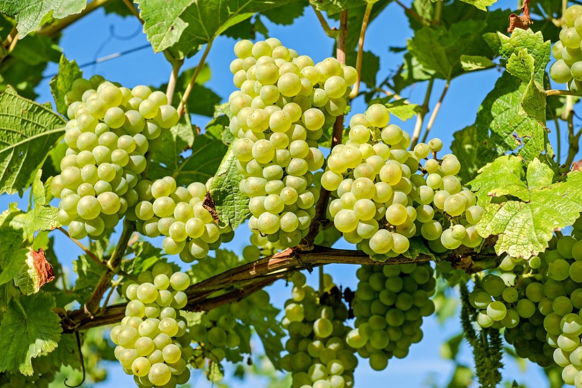 Domaine des Lises