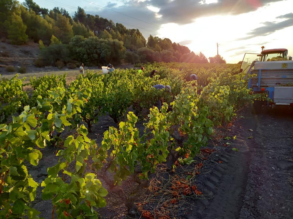 DOMAINE MAS CREMAT