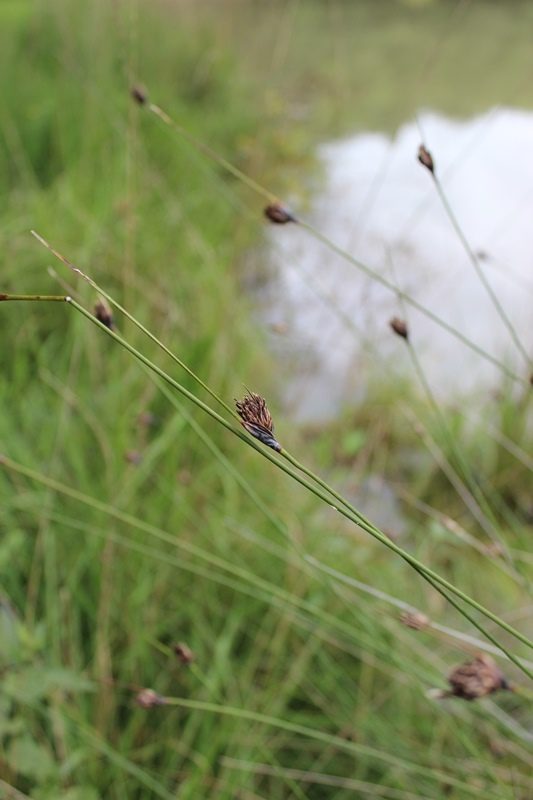 Identifier et cartographier la végétation par la phytosociologie