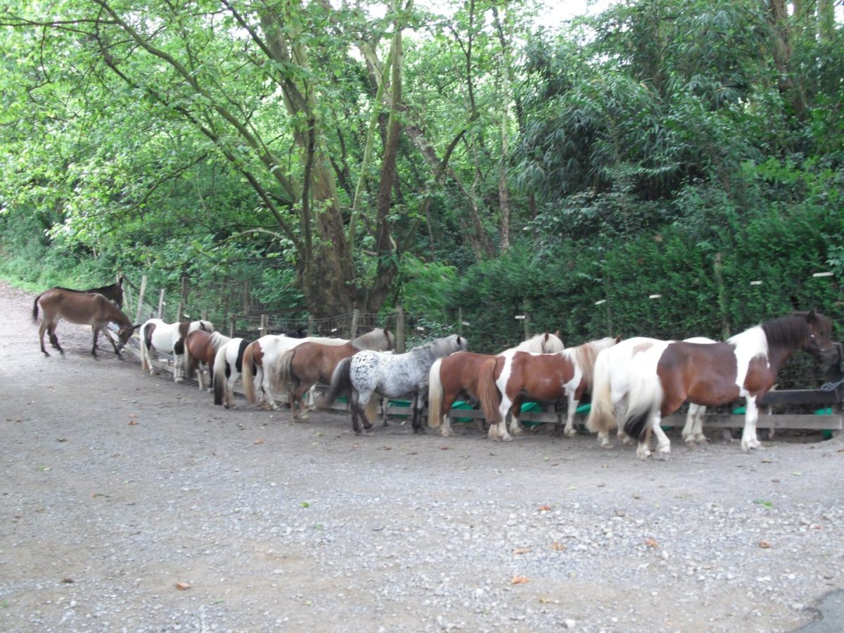 Pottokak