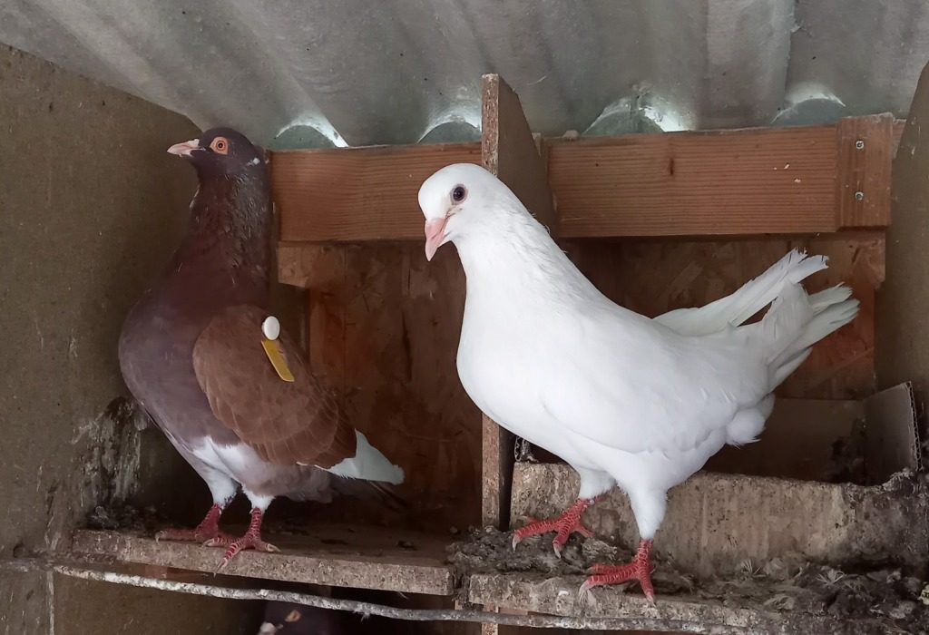 Les pigeonneaux du Moulin
