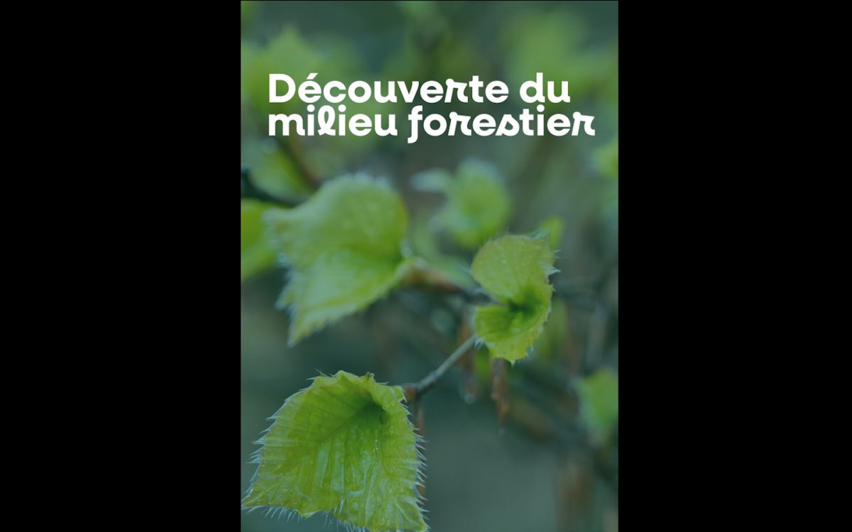 Découverte du milieu forestier