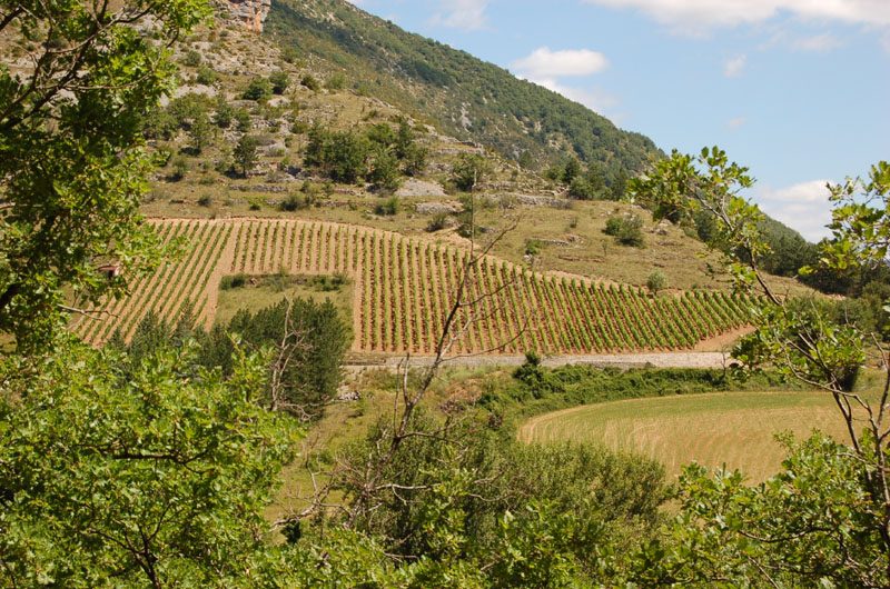LA VIGNE DANS LES GORGES DU TARN