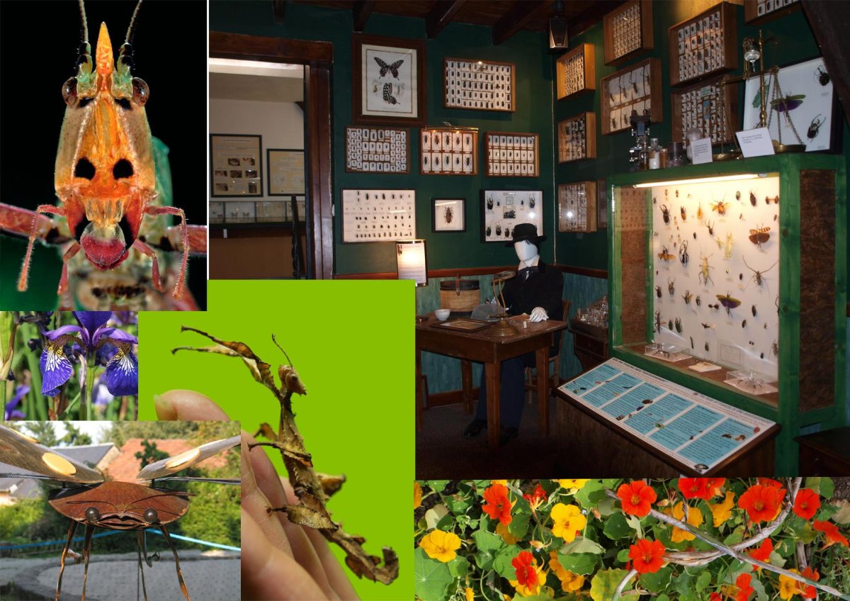 La Cité des Insectes