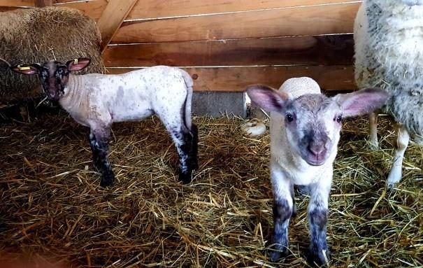 Ferme La Lisière du Bois