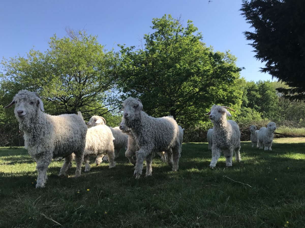 Le Mohair du Pays de Chambord