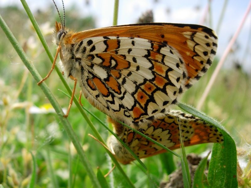 Papillons de jour