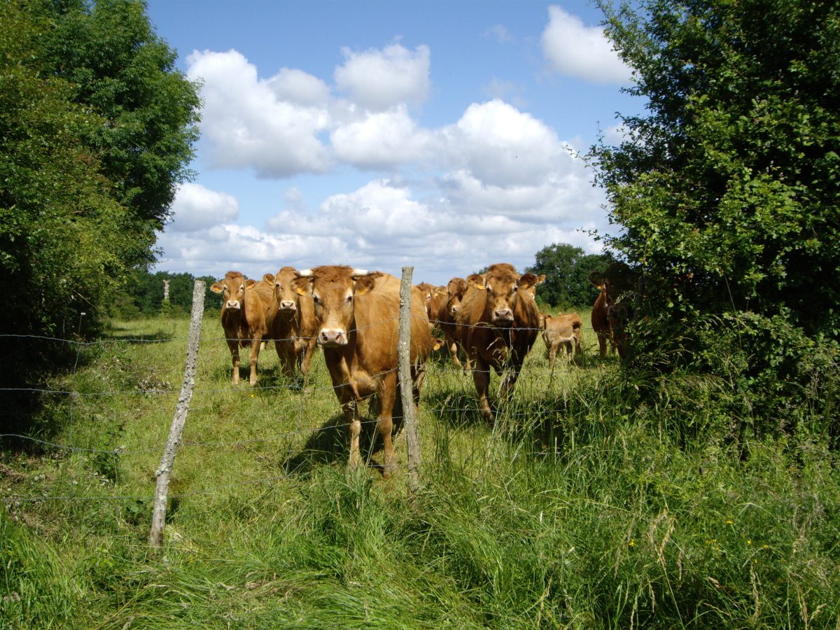Domaine des Maisons Bodiers