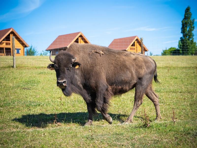 Le ranch des bisons