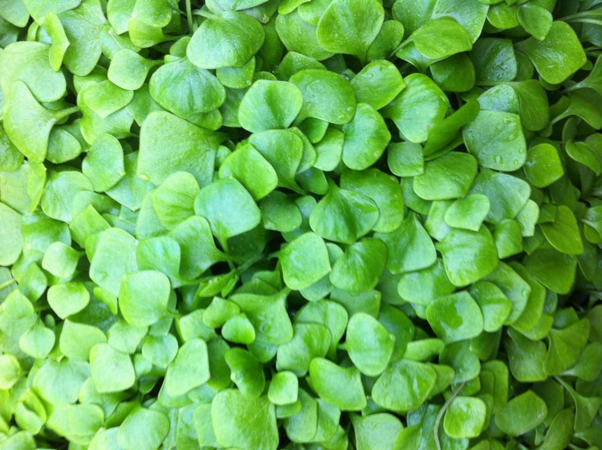 Ferme de création culinaire