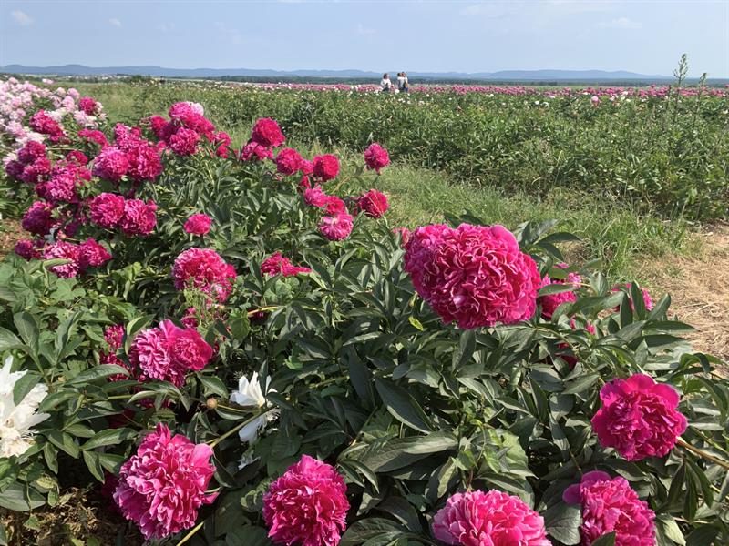 Fleurs Schneider