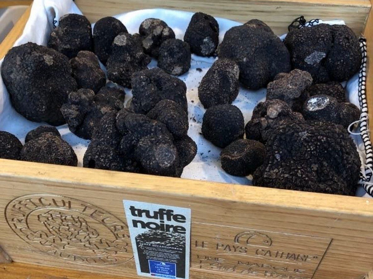 TRUFFIERES DE COSTOS ROUSSOS