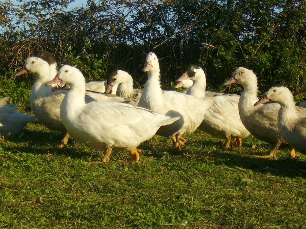 LA FERME DE L'ESTANQUE