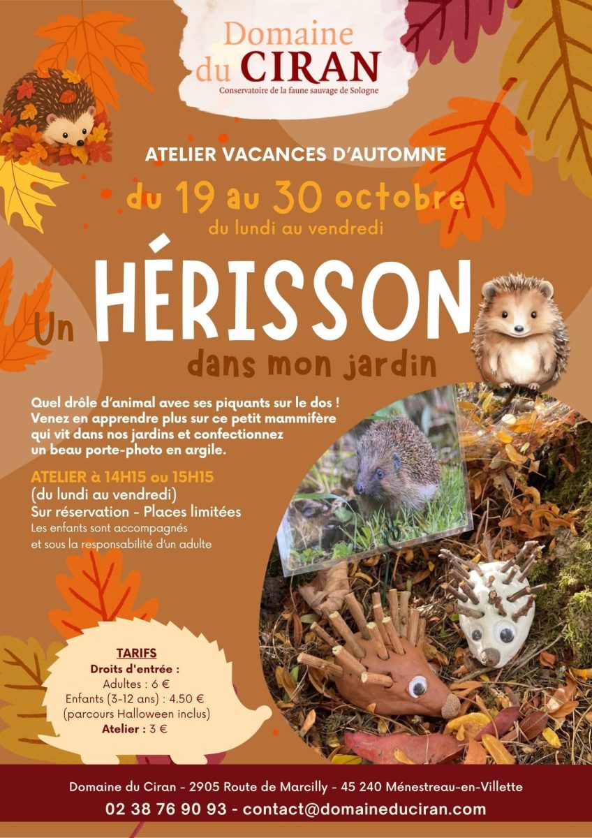 Un hérisson dans mon jardin