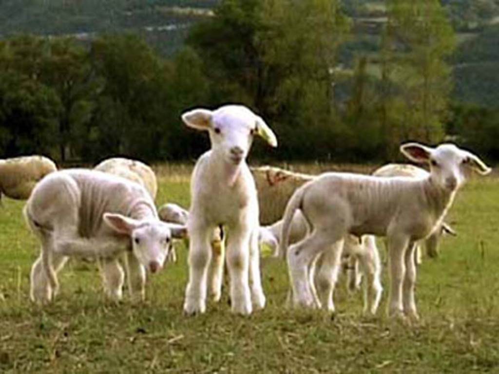 Production d'Agneaux