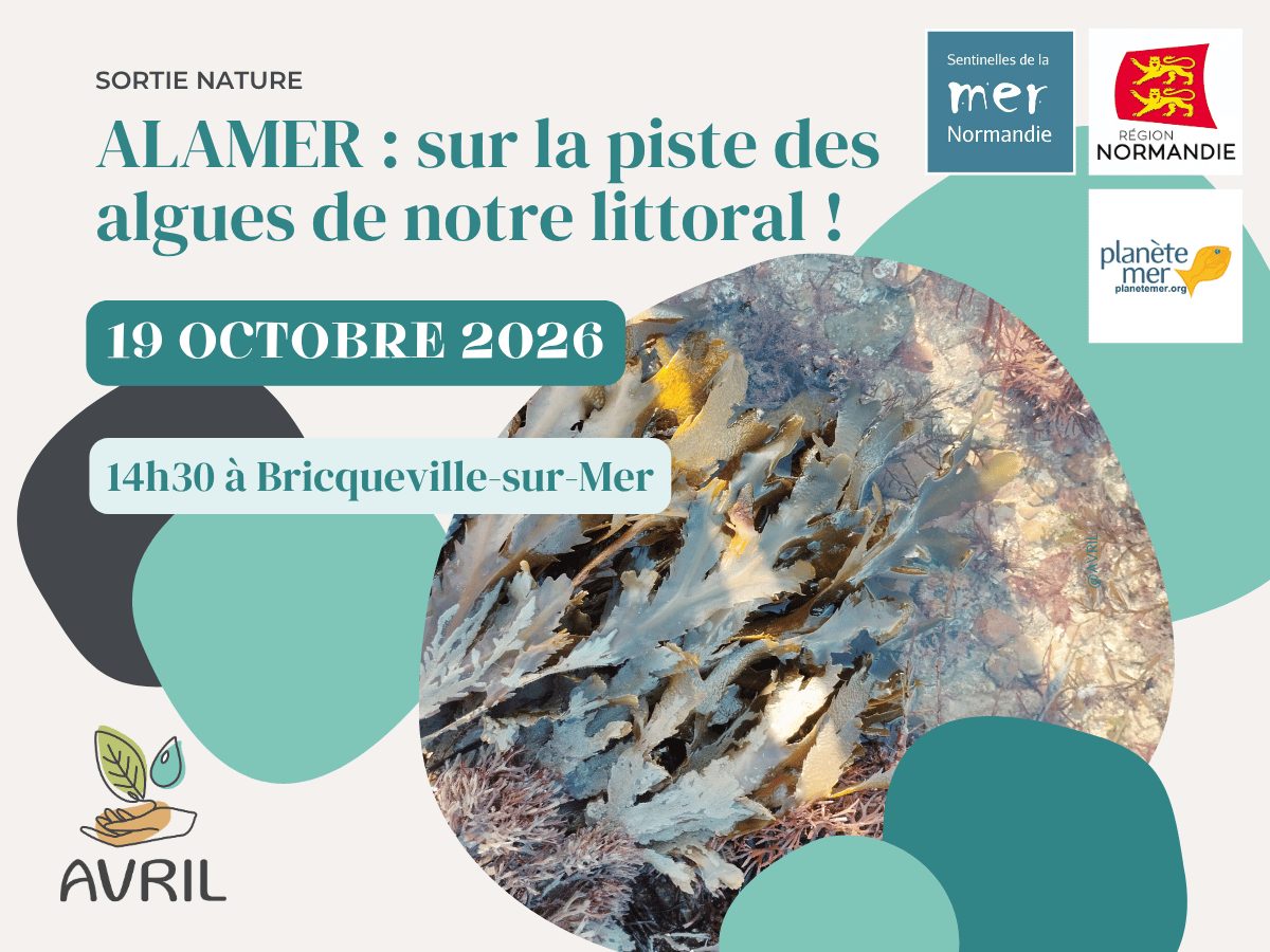 Alamer : sur la piste des algues de notre littoral !
