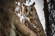 Eté Actif : Randonnée nocturne à la découverte des rapaces et chauves-souris