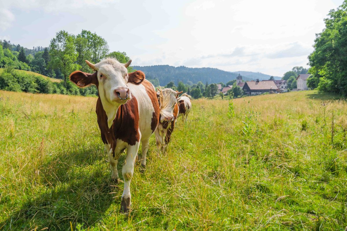 Visite d'une ferme à comté