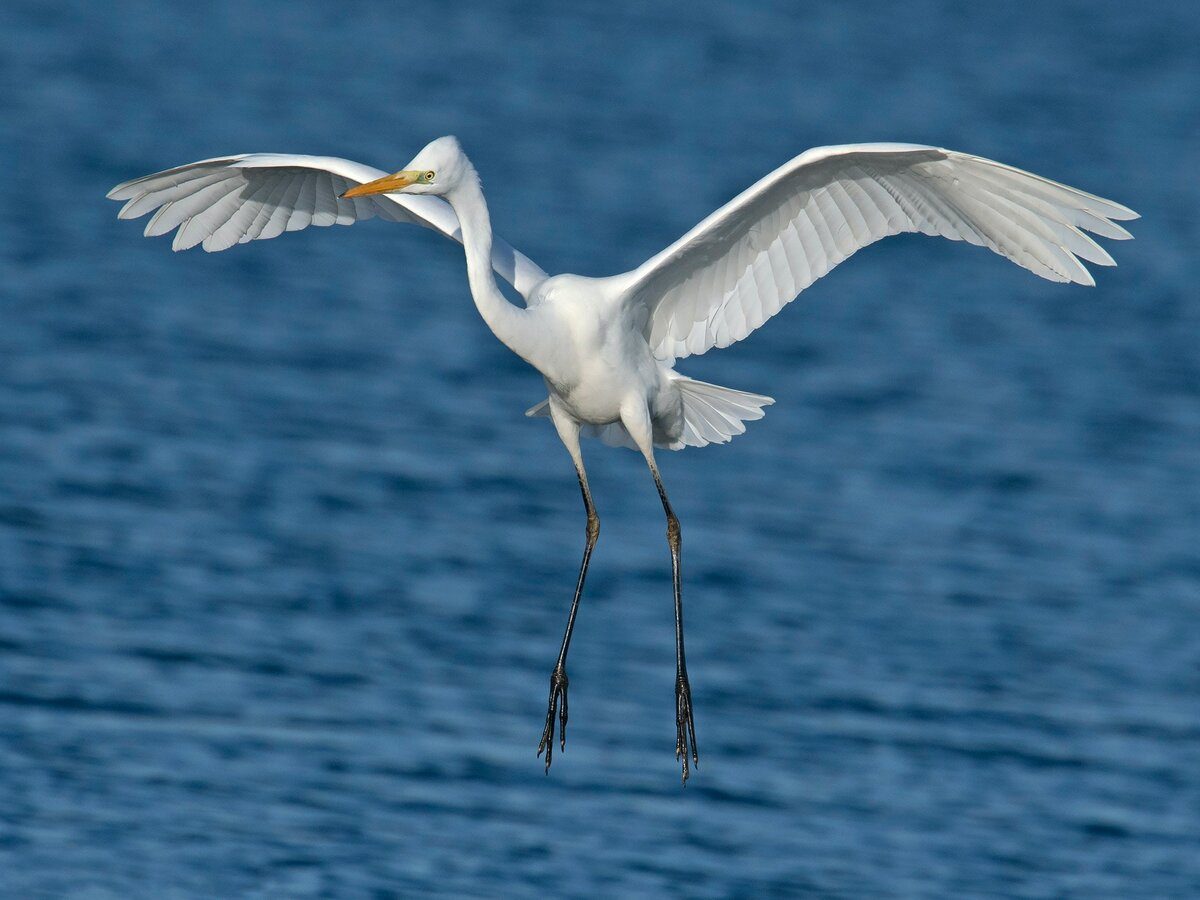 Balade ornithologique - pointe d’Agon