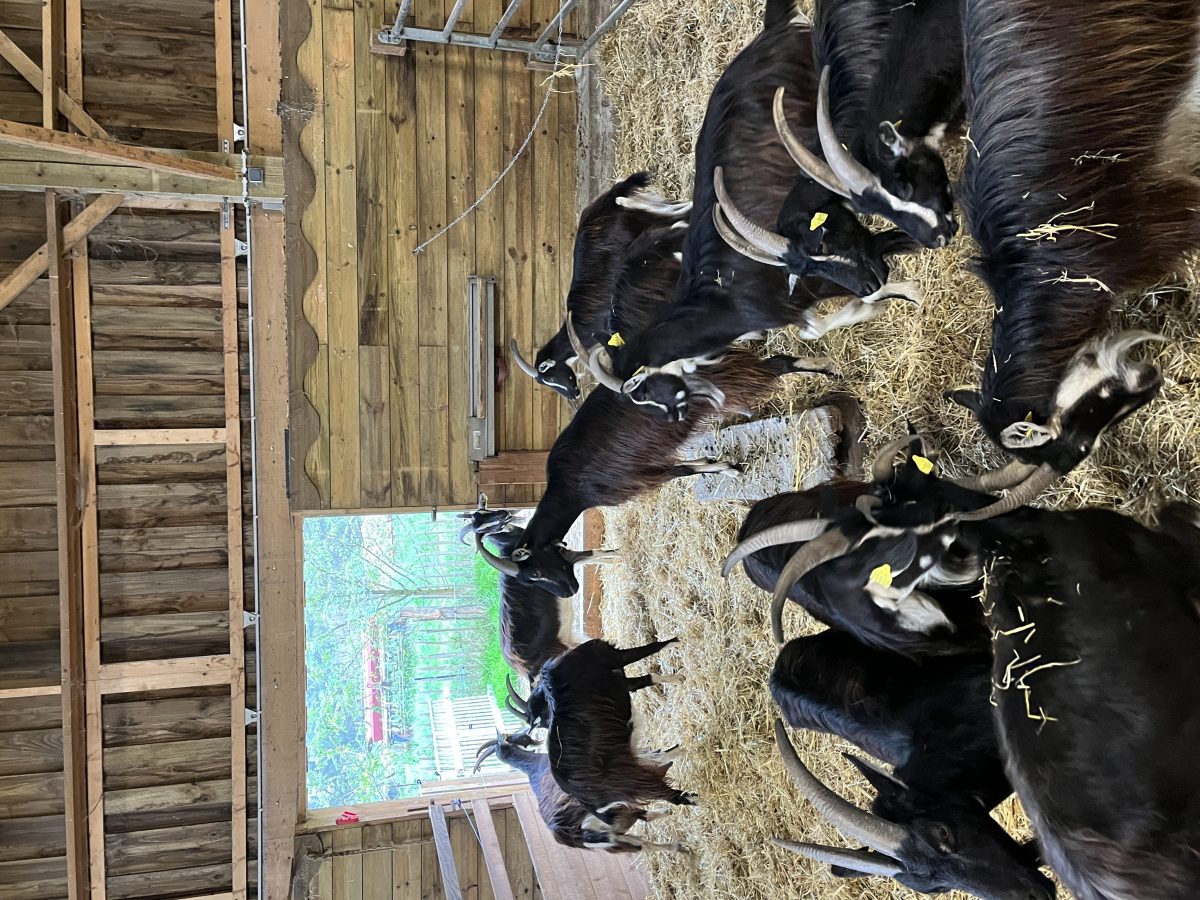 Visite de la ferme de la Bonnellerie