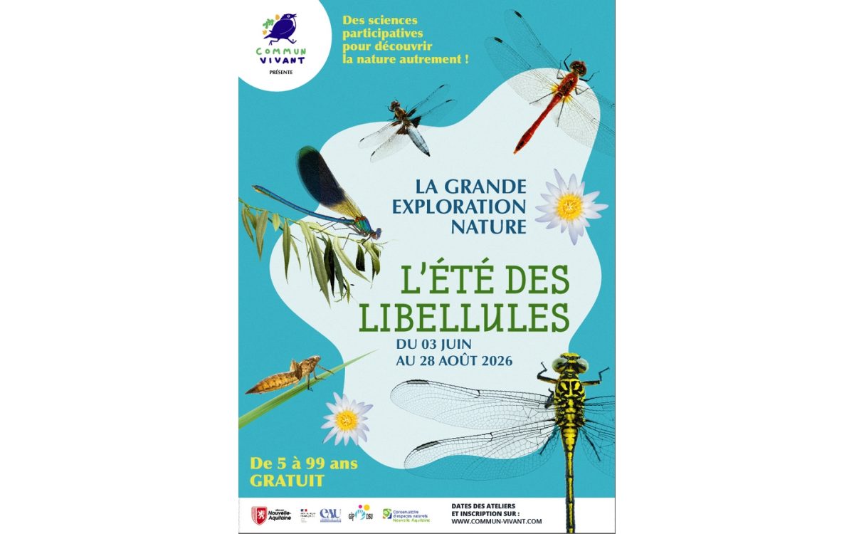 L'été des libellules