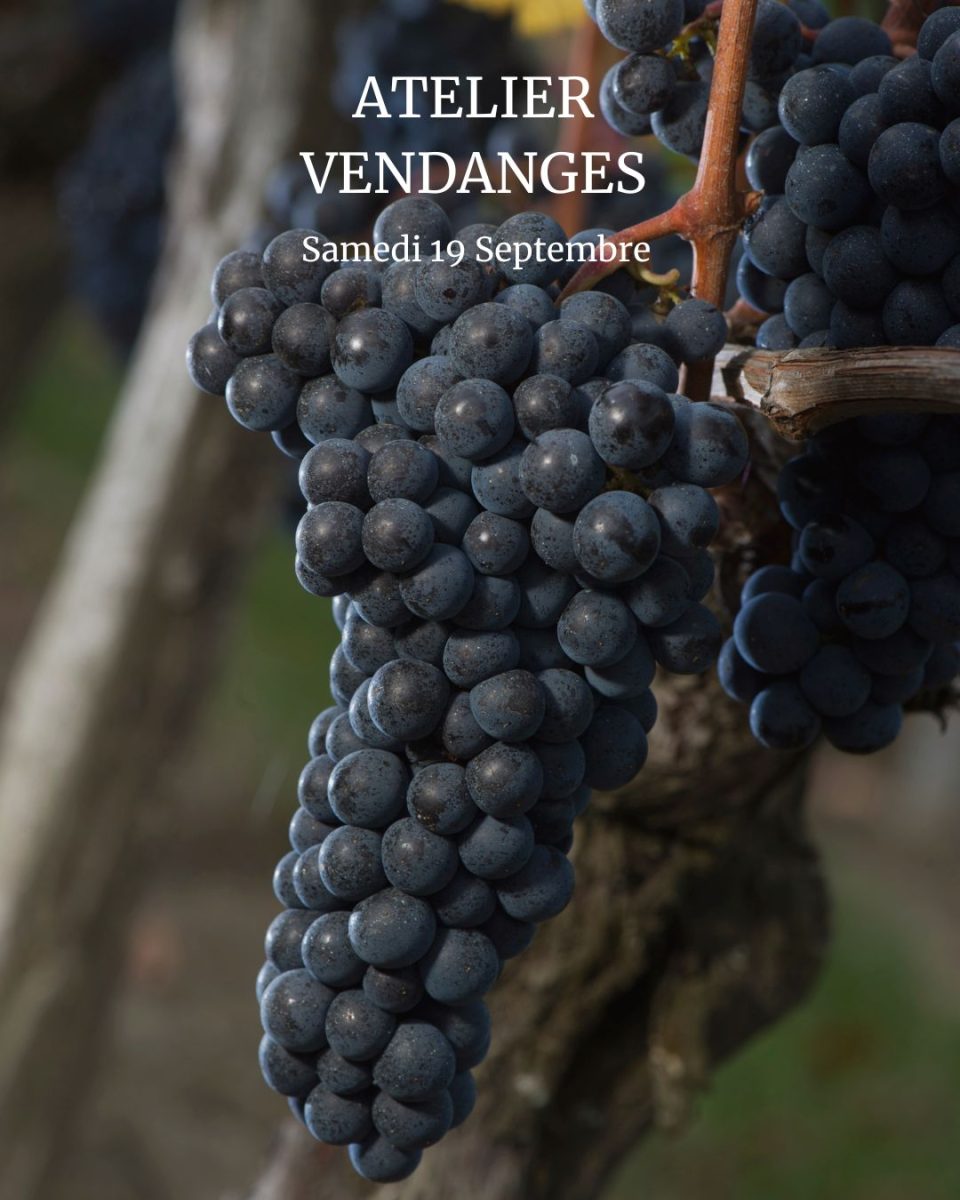 Atelier Vendanges aux Vignobles Chatonnet