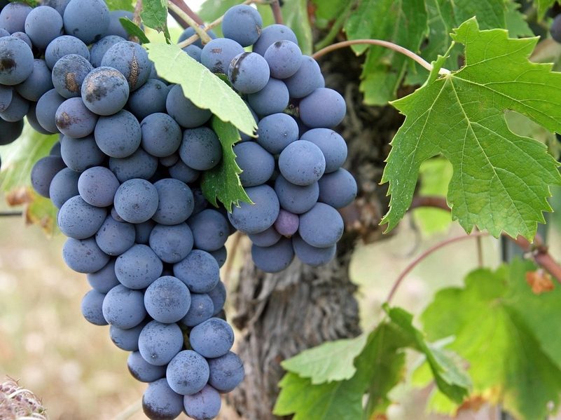 Les Rendez-Vous immersion - dégustation : Vendanges 2026