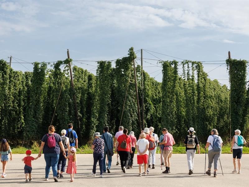 La ferme Pfister : le houblon de père en fils