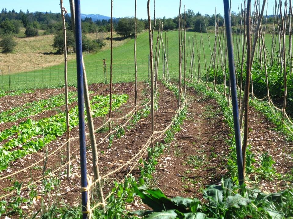 Le Champ des 6 Reines - Maraîchage diversifié AB