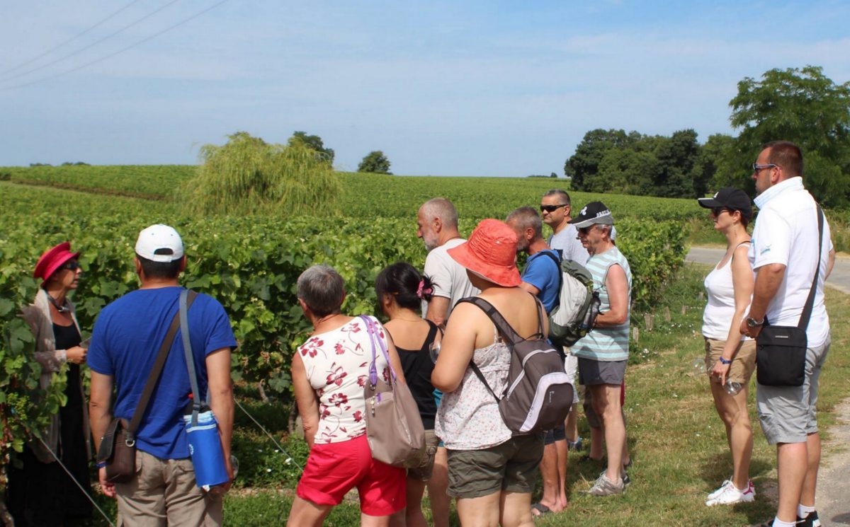 Balade commentée dans le vignoble du Château Tour Castillon