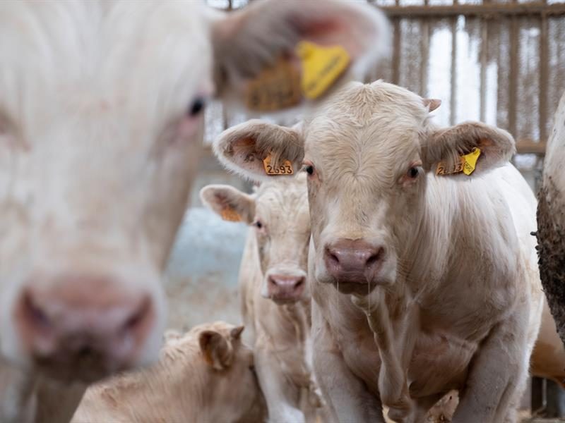 Ferme Daul-Boime : de l'alimentation animale à la fertilisation des sols