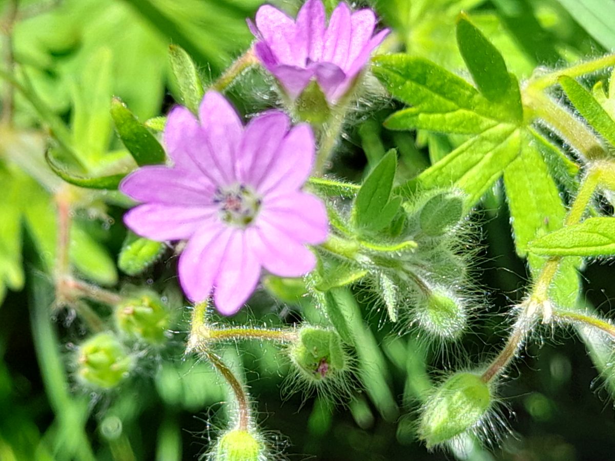 Les balades de l'été : petites histoires de plantes