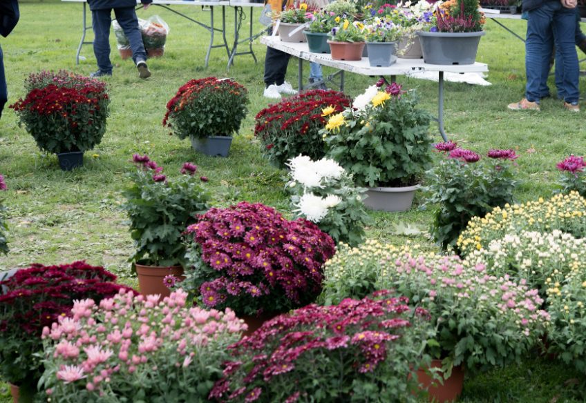 Exposition-vente de plantes à la Société d'horticulture à Niort