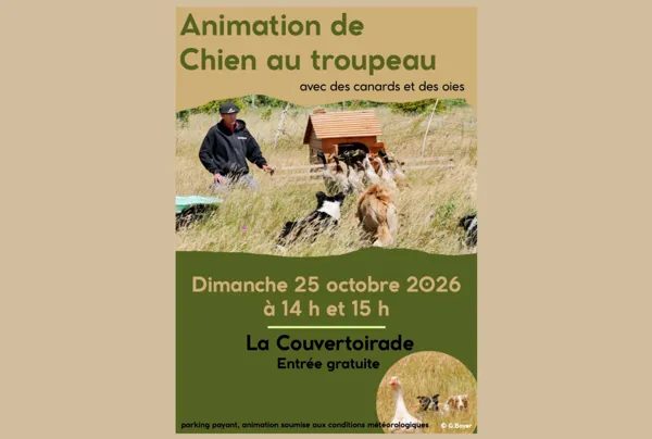 Démonstration de chiens au troupeau